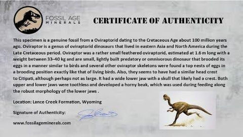 1.1" Oviraptor Fossil Bone Lance Creek Formation Wyoming Cretaceous Dinosaur COA - Fossil Age Minerals