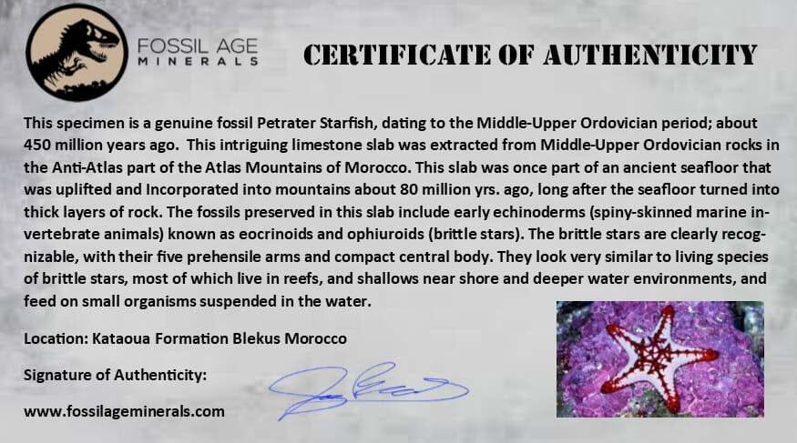 31MM Brittle Star Petraster Starfish Fossil Ordovician Age Blekus Morocco COA - Fossil Age Minerals