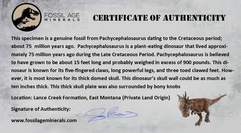 3.4" Pachycephalosaurus Dinosaur Fossil Limb Bone Lance Creek Wyoming COA - Fossil Age Minerals