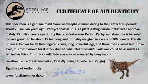 7" Pachycephalosaurus Fossil Bone Lance Creek FM WY Cretaceous Dinosaur COA - Fossil Age Minerals