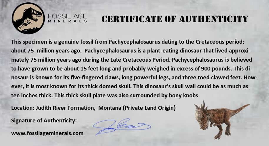 0.3" Pachycephalosaurus Dinosaur Fossil Tooth Judith River FM Montana COA Display - Fossil Age Minerals