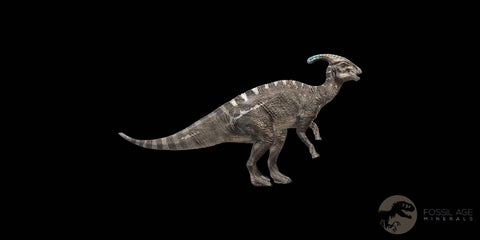 0.6" Parasaurolophus Fossil Tooth Judith River Cretaceous Dinosaur MT COA Display - Fossil Age Minerals