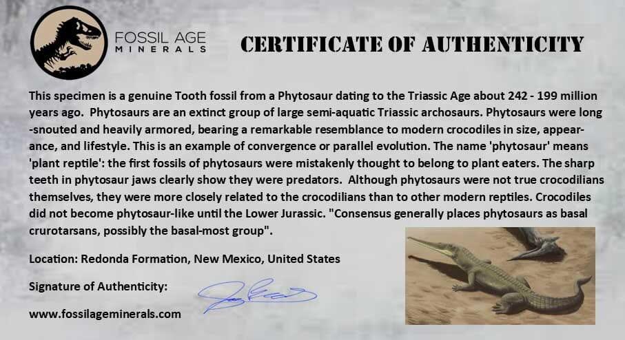 1" Phytosaur Fossil Tooth Triassic Age Archosaur Redonda FM NM COA & Display - Fossil Age Minerals