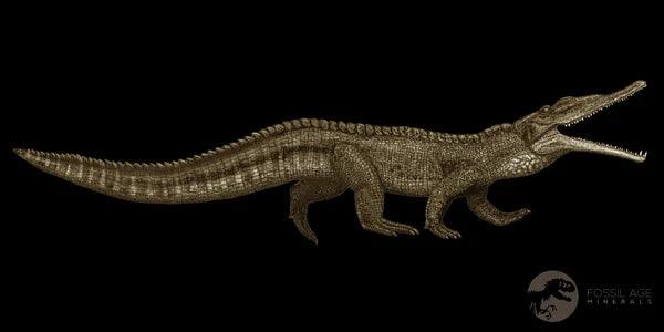 3.9" Phytosaur Fossil Rib Bone Late Triassic Age Archosaur Chinle FM, AZ COA - Fossil Age Minerals