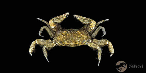 2 Two Fossil Crab Pinnixa Galliheri Pea Crab Monterey Cty San Luis Obispo Miocene COA - Fossil Age Minerals