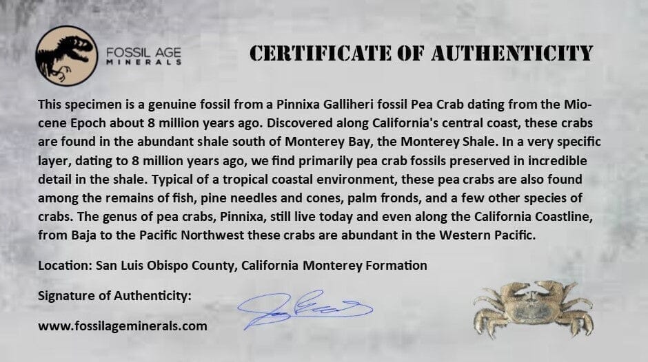 0.9" Fossil Crab Pinnixa Galliheri Pea Crab Monterey Cty San Luis Obispo Miocene Epoch - Fossil Age Minerals