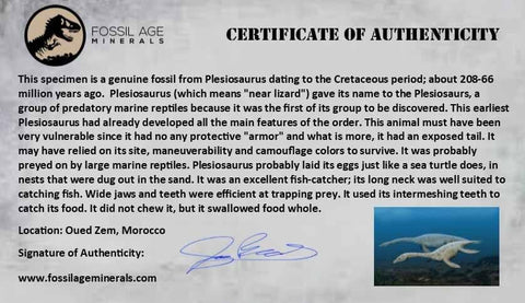 XXL 2.9" Plesiosaur Zarafasaura Tooth Fossil Cretaceous Dinosaur Era COA, Stand - Fossil Age Minerals