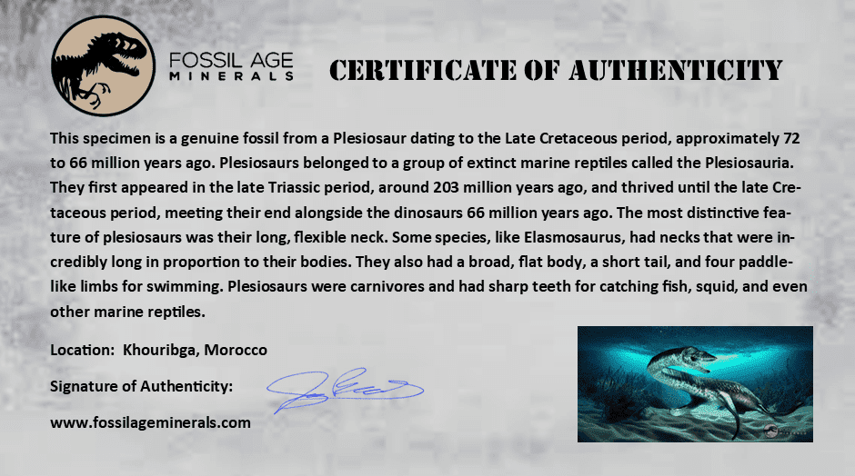 1.5" Plesiosaur Zarafasaura Tooth Fossil Cretaceous Dinosaur Era COA, Stand - Fossil Age Minerals