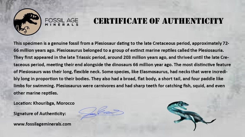 XXL 2.5" Plesiosaur Zarafasaura Tooth Fossil In Matrix Cretaceous Dinosaur Era COA - Fossil Age Minerals