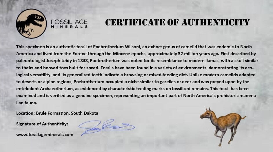 1" Poebrotherium Wilsoni Fossil Jaw Teeth Primitive Camel SD Badlands COA Display - Fossil Age Minerals