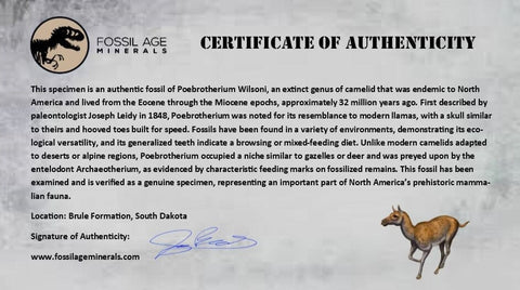 0.8" Poebrotherium Wilsoni Fossil Jaw Teeth Primitive Camel SD Badlands COA Display - Fossil Age Minerals