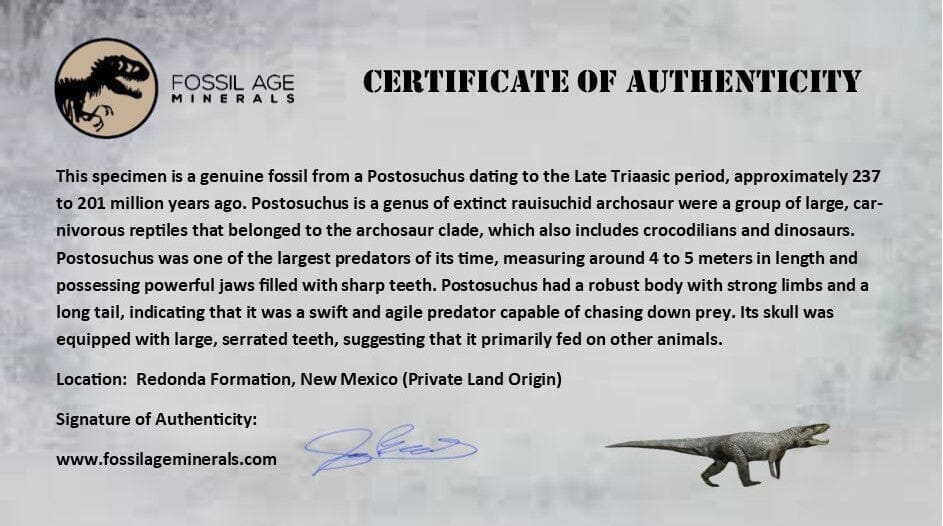 0.4" Postosuchus Rauisuchid Archosaur Fossil Tooth Redonda Formation NM COA Display - Fossil Age Minerals