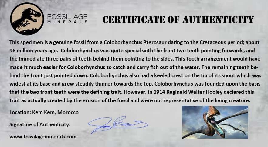0.9" Pterosaur Coloborhynchus Fossil Tooth Upper Cretaceous Morocco COA & Display - Fossil Age Minerals
