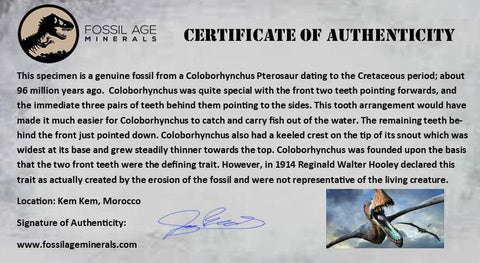 0.9" Pterosaur Coloborhynchus Fossil Tooth Upper Cretaceous Morocco COA & Display - Fossil Age Minerals