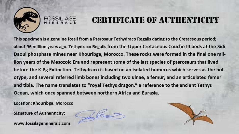 5.5" Pterosaur Tethydraco Regalis Fossil Bone Upper Cretaceous Morocco Stand COA - Fossil Age Minerals