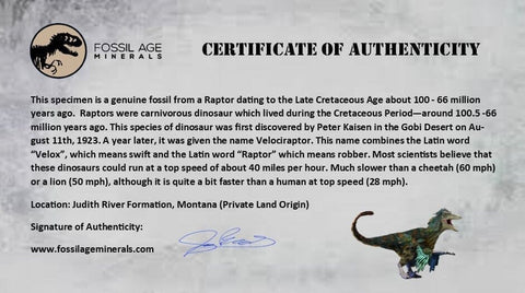 0.9" Raptor Theropod Fossil Bone Cretaceous Dinosaur Judith River FM MT COA Display