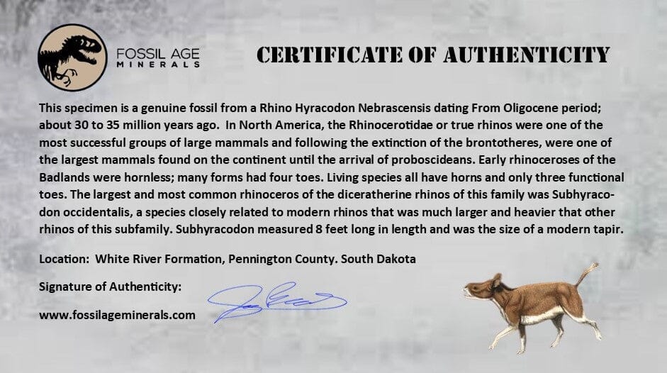 0.7" Running Rhino Hyracodon Nebrascensis Fossil Jaw Section Tooth SD Badlands COA - Fossil Age Minerals