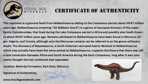 1.6" Rebbachisaurus Sauropod Fossil Tooth Early Cretaceous Dinosaur COA, Display - Fossil Age Minerals