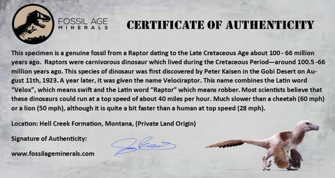 0.9" Dromaeosaurus Raptor Fossil Toe Bone Cretaceous Dinosaur Hell Creek MT COA - Fossil Age Minerals