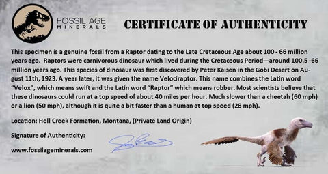 0.4" Dakotaraptor Serrated Tooth Fossil Raptor Hell Creek FM Montana COA, Display