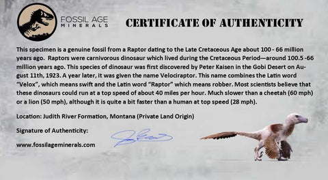 0.6" Dromaeosaur Raptor Fossil Claw Judith River Formation Montana COA & Display - Fossil Age Minerals