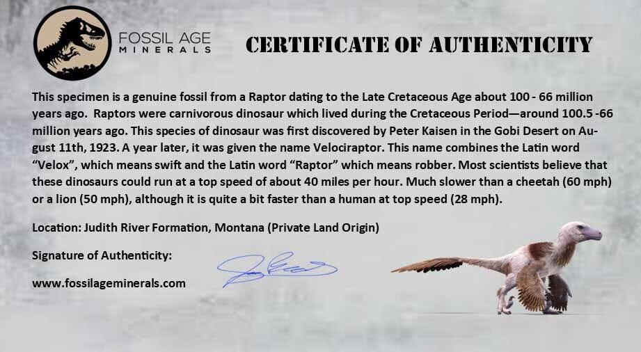 2.3" Raptor Fossil Rib Bone Cretaceous Dinosaur Judith River FM Montana COA - Fossil Age Minerals