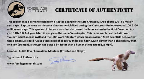 0.7" Saurornitholestes Raptor Serrated Tooth Fossil Judith River FM MT COA, Display - Fossil Age Minerals