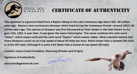 0.4" Raptor Fossil Limb Bone Section Cretaceous Dinosaur Lance Creek FM WY COA - Fossil Age Minerals