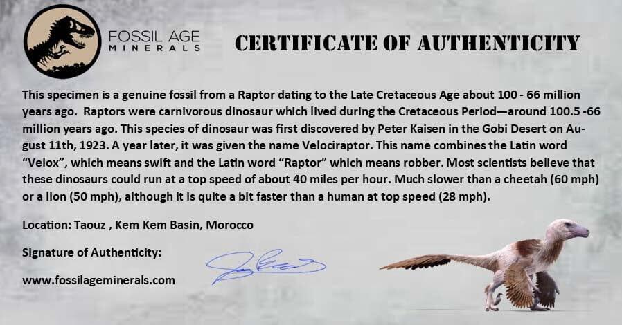 0.7" Dromaeosaurid Raptor Fossil Claw Cretaceous Age Dinosaur COA, Display - Fossil Age Minerals
