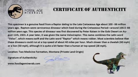 4.9" Raptor Dinosaur Fossil Tibia Limb Shaft Two Medicine FM Cretaceous Montana COA - Fossil Age Minerals