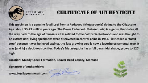 1.1" Detailed Fossil Plant Leafs Metasequoia Dawn Redwood Oligocene Age MT COA