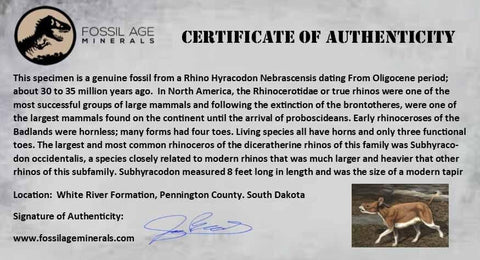 1" Running Rhino Hyracodon Nebrascensis Fossil Tooth South Dakota Badlands COA - Fossil Age Minerals