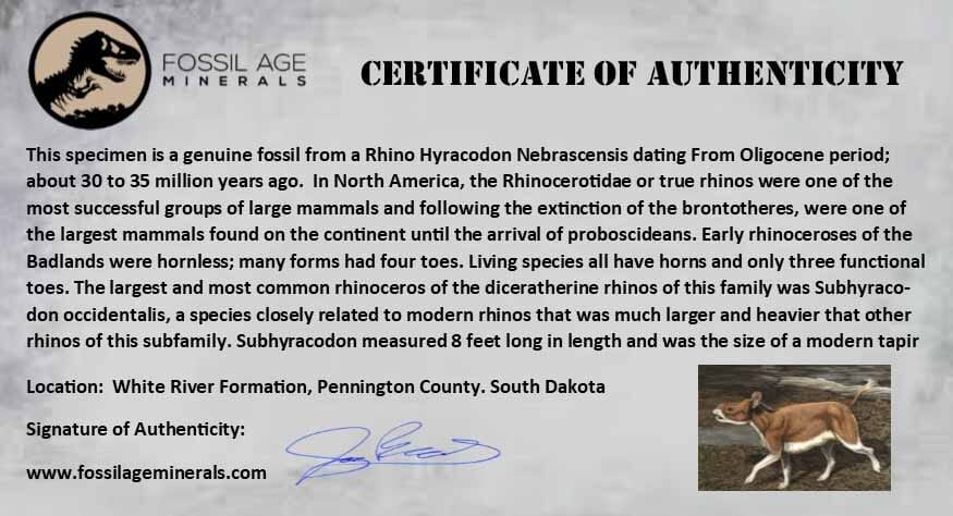 0.7" Running Rhino Hyracodon Nebrascensis Fossil Tooth South Dakota Badlands COA - Fossil Age Minerals