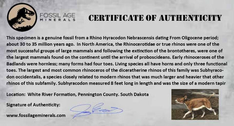 0.7" Running Rhino Hyracodon Nebrascensis Fossil Tooth South Dakota Badlands COA - Fossil Age Minerals