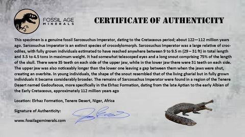 1.6" Sarcosuchus Imperator Crocodile Fossil Tooth Elrhaz FM Cretaceous Niger COA