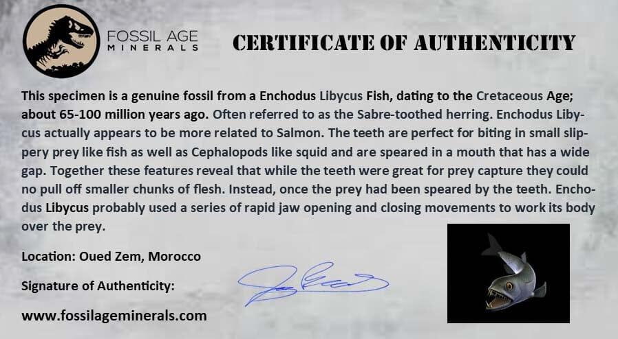 2.1" Saber Toothed Herring Fossil Tooth Jaw Section Enchodus Libycus Cretaceous Age - Fossil Age Minerals