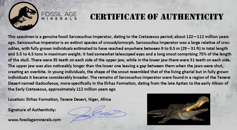 1.7" Sarcosuchus Imperator Crocodile Fossil Tooth Elrhaz FM Cretaceous Niger COA - Fossil Age Minerals