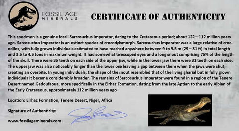 2.1" Sarcosuchus Imperator Crocodile Fossil Tooth Elrhaz FM Cretaceous Niger COA - Fossil Age Minerals