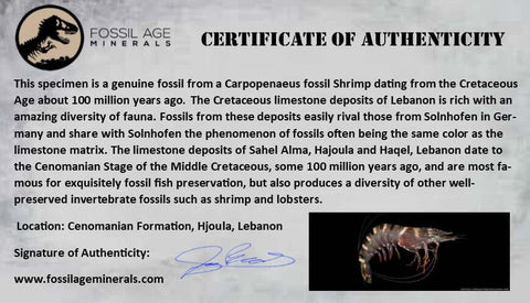 1.2" Fossil Shrimp Carpopenaeus Cretaceous Age 100 Mil Yrs Old Lebanon COA - Fossil Age Minerals