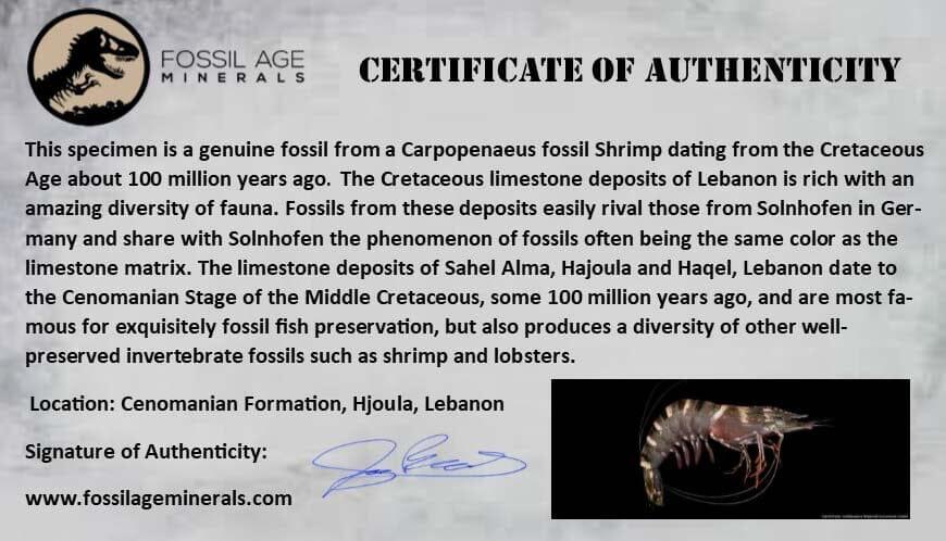 1" Fossil Shrimp Carpopenaeus Cretaceous Age 100 Mil Yrs Old Lebanon COA - Fossil Age Minerals
