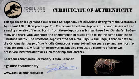 3 Three Fossil Shrimp Carpopenaeus Cretaceous Age 100 Mil Yrs Old Lebanon COA - Fossil Age Minerals