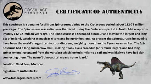 XL 3.3" Spinosaurus Fossil Tooth 100 Million Years Old Cretaceous Dinosaur COA - Fossil Age Minerals