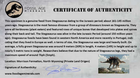 3" Stegosaurus Fossil Limb Bone Morrison Formation WY Jurassic Age Dinosaur COA - Fossil Age Minerals