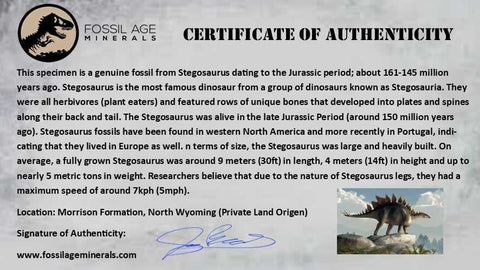 4.3" Stegosaurus Fossil Bone Morrison Formation Wyoming Jurassic Age Dinosaur COA - Fossil Age Minerals