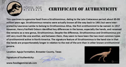 2.3" Struthiomimus Fossil Toe Bone Aguja Fm Texas Cretaceous Dinosaur Age COA Stand - Fossil Age Minerals