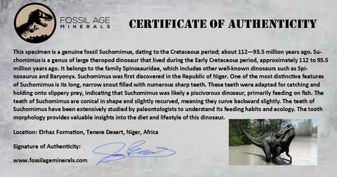 2" Suchomimus Fossil Tooth Cretaceous Spinosaurid Dinosaur Elraz FM Niger COA - Fossil Age Minerals
