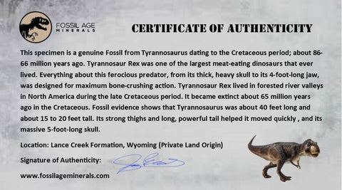 0.7" Tyrannosaurus Rex Fossil Tooth Section Dinosaur Lance Creek Formation WY COA - Fossil Age Minerals