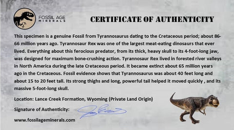 0.9" Tyrannosaurus Rex Fossil Bone Marrow Dinosaur Lance Creek FM WY COA Display