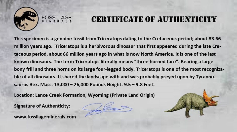 XXL 1.8" Triceratops Fossil Tooth Crown Lance Creek FM Cretaceous Dinosaur WY COA - Fossil Age Minerals