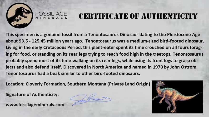 0.7" Tenontosaurus Fossil Bone Cloverly FM Cretaceous Dinosaur Montana COA - Fossil Age Minerals